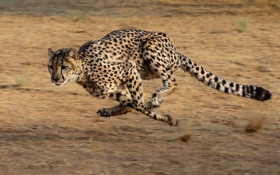 cheetah speed